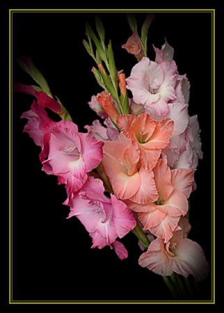 Цветы гладиолусы букет