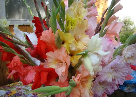 7цветов Гладиолус Джулия