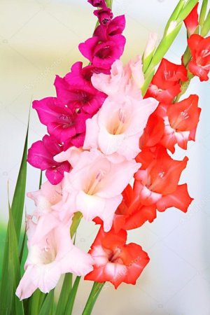 Гладиолусы для любимой