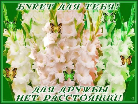 Открытки с добрым утром с гладиолусами