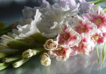 Гладиолусы и пионы