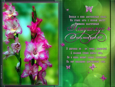 С днём рождения женщине гладиолусы