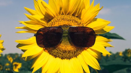 Подсолнух в очках
