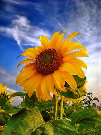 Красивые Подсолнухи