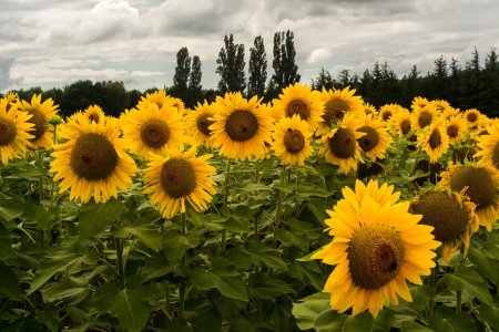 Семена подсолнечника поля