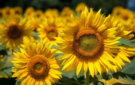 Подсолнечник f1 Лонгест саммер