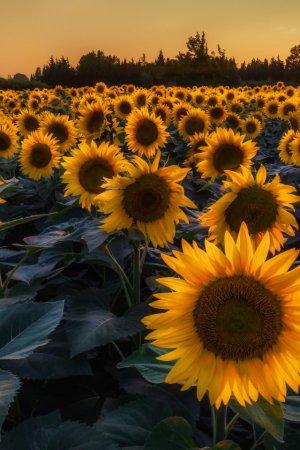 Подсолнухи для эдитов