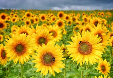 Август Подсолнухи