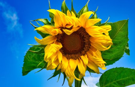 Подсолнух желтый