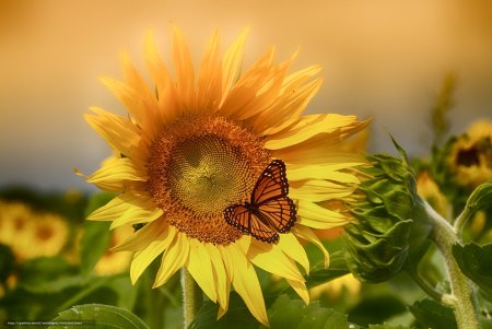 Подсолнух цветок