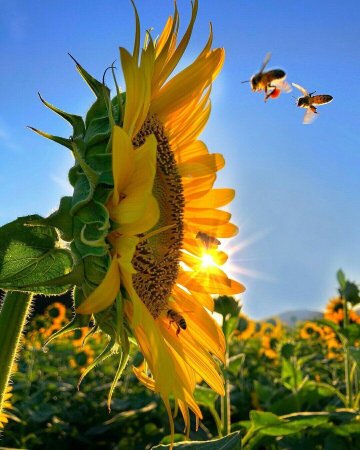 Подсолнухи и солнце
