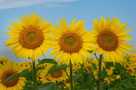 Соцветие подсолнуха