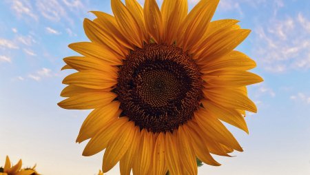 Подсолнухи обои