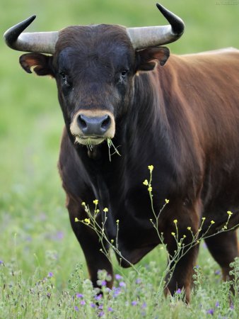 Карпатский буйвол