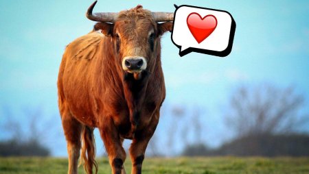 Красивый бык