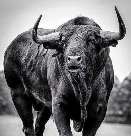 Красивый бык