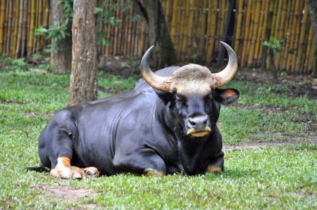 Гаур порода коров