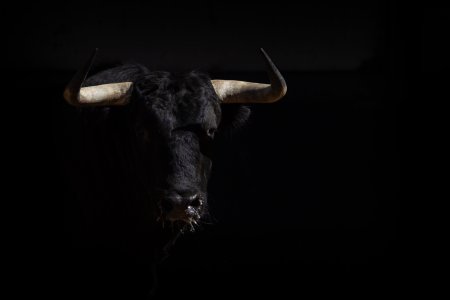 Черный бык