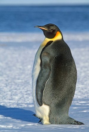 Императорский Пингвин Aptenodytes forsteri