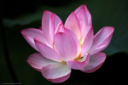 Опаловый Лотос