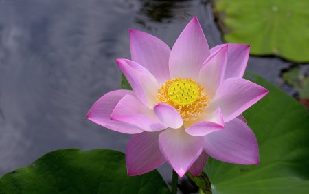 Королевский Лотос