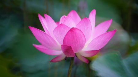 Опаловый Лотос