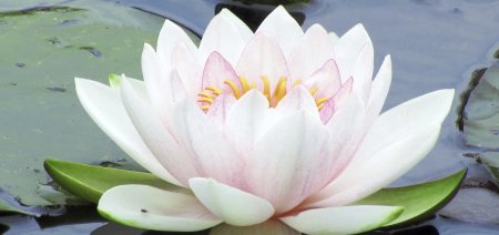 Лотус цветок белый