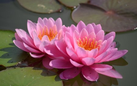 Лотос кувшинка