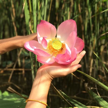 Быковка Лотосы