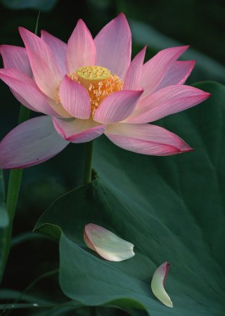 Лотос цветок