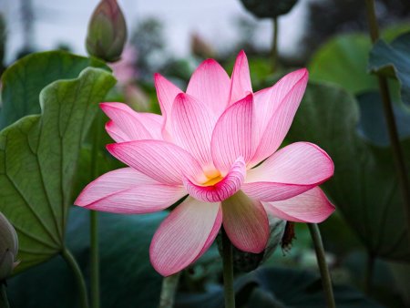 Лотос (Nelumbo)