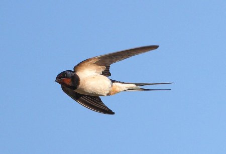 Деревенская Ласточка Касатка