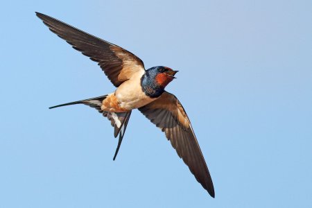 Перелетные птицы Ласточка для детей