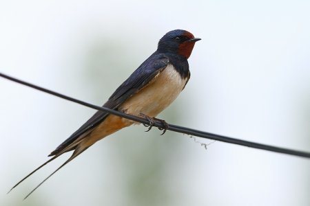 Деревенская Ласточка Касатка