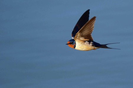 Ласточка городская Перелетная птица