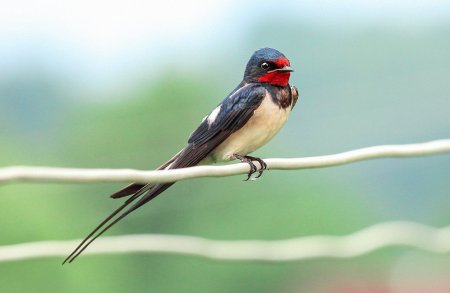 Насекомоядные птицы Ласточка