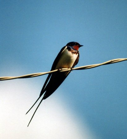 Деревенская Ласточка Касатка