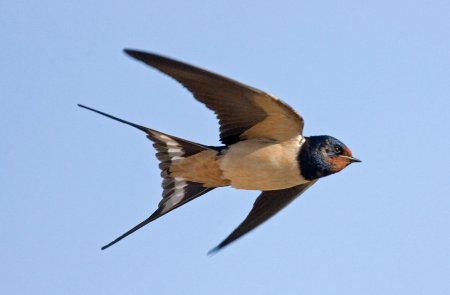 Ласточка Перелетная птица
