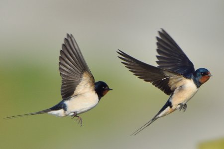 Городская Ласточка