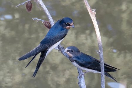 Ласточка птица