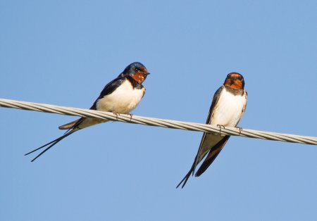 Амбарная Ласточка