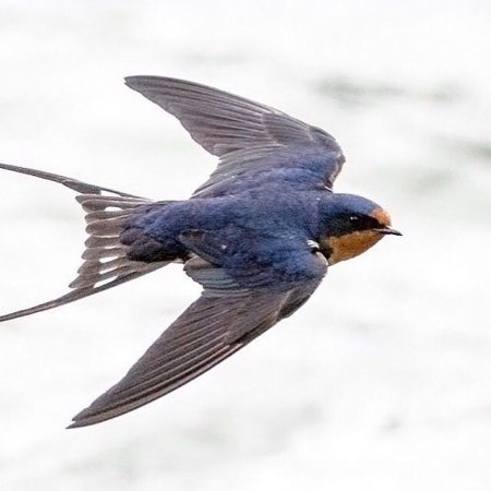 Ласточка летит