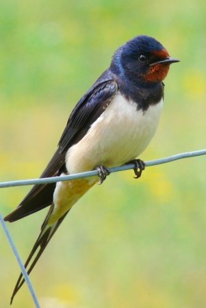 Насекомоядные птицы Ласточка