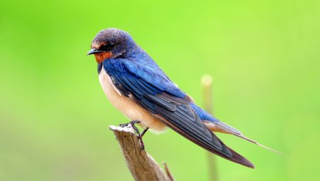 Деревенская Ласточка