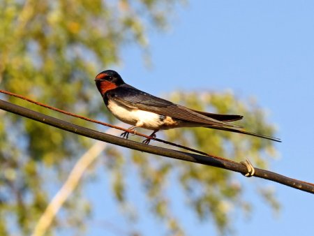 Ласточка касаточка птица