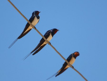 Деревенская Ласточка – Hirundo Rustica
