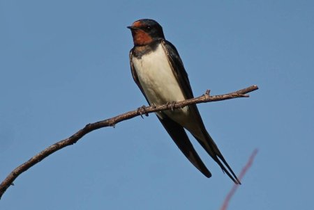 Насекомоядные птицы Ласточка
