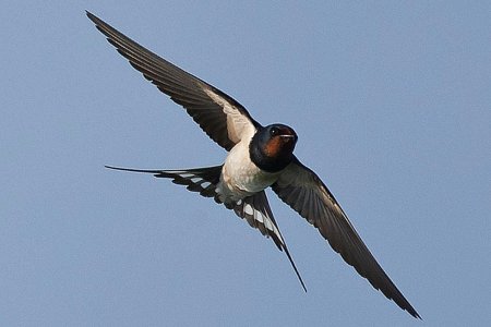 Ласточка крупным планом