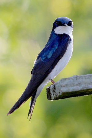 Насекомоядные птицы Ласточка