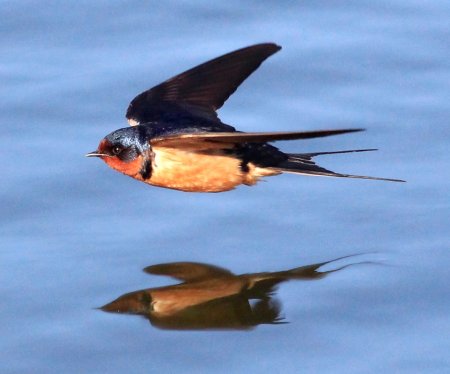 Насекомоядные птицы Ласточка